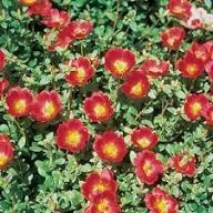 Red Rock Purslane Ruby Tuesday Flower Seeds for Planting | Heirloom Non-GMO Organic Garden Seeds