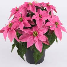 Light Pink Euphorbia Pulcherrima Flower Seeds for Planting – Heirloom Non-GMO, High Germination Organic Garden Seeds