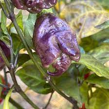Habanero Pepper Seeds for Planting – Heirloom, Non-GMO, Extra Hot Variety – Organic Garden Seeds