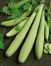 Armenian Pale Green Cucumber Seeds for Planting – Heirloom Non-GMO Seeds, crisp and curling fruits – 100 pcs