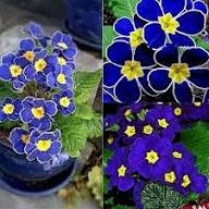 Blue Yellow Primrose Flower Seeds for Planting | Heirloom Non-GMO Organic Garden Seeds