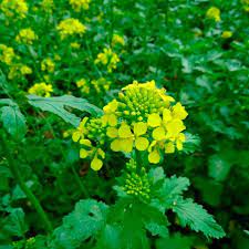 White Mustard Seeds (Sinapis alba) for Planting – Heirloom, Non-GMO Seeds for Culinary Use & Soil Enrichment