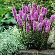 Purple Liatris Spicata Flower Seeds for Planting – Heirloom, Non-GMO, High Germination Organic Garden Seeds