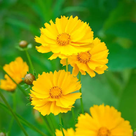 Coreopsis lanceolata Flower Seeds 