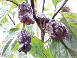 Pepper Tree Seeds for Planting – Heirloom & Non-GMO Seeds for Aromatic Spice Gardens