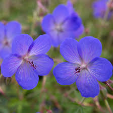Blue Geraniums Flower Seeds for Planting – Heirloom, Non-GMO, Easy to Grow Organic Garden Seeds