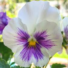 White Blue Wittrockiana Flower Seeds for Planting – Heirloom, Non-GMO, High Germination Organic Garden Seeds