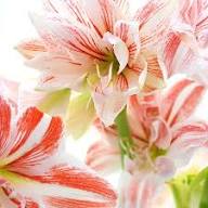 Light Yellow Hippeastrum Flower Seeds for Planting | Heirloom Non-GMO Organic Garden Seeds