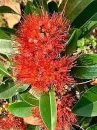 Crimson Flower Seeds for Planting – Colorful Display, Heirloom, Non-GMO, Organic Garden Seeds