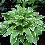 Heirloom Hosta Flower Seeds – Non-GMO, High Germination Organic Garden Seeds