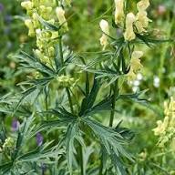 Light Green Aconitum Flower Seeds for Planting – Heirloom Non-GMO High Germination Organic Garden Seeds
