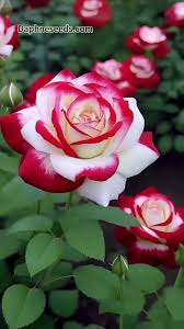 White Red Holland Rose Flower Seeds for Planting | Heirloom Non-GMO High Germination Organic Garden Seeds