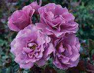 Violet Rose Edge Flower Seeds for Planting | Heirloom Non-GMO High Germination