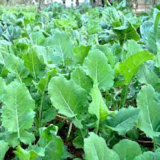 Vegetable Seeds,Garden seeds, Seeds For Planting,Plant Seeds