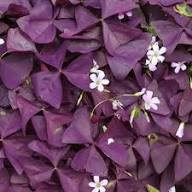 Oxalis Corymbosa Flower Seeds for Planting – Heirloom Non-GMO Perfect for Borders Organic Garden Seeds