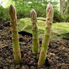 Asparagus Seeds – Heirloom Non-GMO Perennial Vegetable Seeds for Planting, Organic Garden Seeds, High Germination