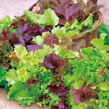 Mixed Gourmet Vegetable Seeds for Planting – Heirloom & Non-GMO Garden Seeds for Diverse Harvests