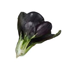 Black Bok Choy Seeds for Planting – Heirloom, Non-GMO, Crisp Organic Garden Seeds Perfect for Stir-Fry Dishes