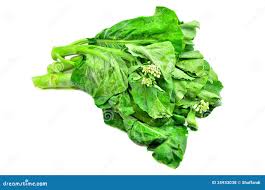 Kailan Vegetable Seeds for Planting – Heirloom, Non-GMO, High Germination Organic Garden Seeds