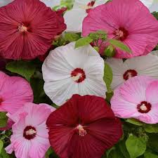 Dahlia Flower Seeds for Planting Light Pink – Seasonal Bloomer, Heirloom & Non-GMO, High Germination Organic Garden Seeds