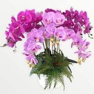 Pale Pink Phalaenopsis Orchid Flower Seeds for Planting – Heirloom, Non-GMO, Organic Cut Flower Seeds
