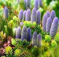 Purple Abies Koreana Flower Seeds for Planting | Heirloom Non-GMO High Germination Organic Garden Seeds