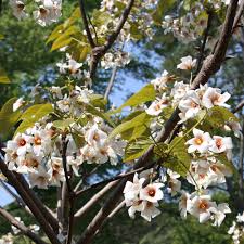 Aleurites Flower seeds for Planting – Long Bloom Season, Heirloom & GMO Free Seeds for Home Garden, High Germination