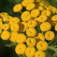 Costmary Flower Seeds for Planting | Heirloom Non-GMO Organic Garden Seeds, High Germination, Drought Tolerant