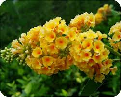 Heirloom Buddleia Flower Seeds for Planting  – Non-GMO, High Germination Organic Garden Seeds