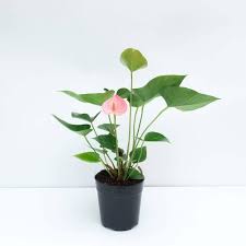 Baby Pink Anthurium Flower Seeds for Planting | Heirloom Non-GMO Organic Garden Seeds, Compact Growth, High Germination