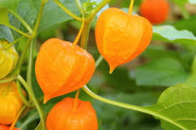 Ground Cherries Vegetable Seeds for Planting – Heirloom, Non-GMO, Organic Garden Seeds with Sweet Snacking Fruits