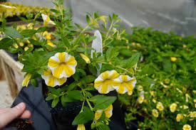 White Yellow Calibrachoa Seeds for Planting – Organic, Heirloom, Non-GMO