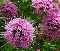 Pink Crossworts Flower Seeds for Planting – Heirloom, Non-GMO, Fragrant Blossoms Organic Garden Seeds