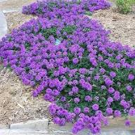 Purple Verbena Tenuisecta Flower Seeds for Planting – Heirloom, Non-GMO, High Germination Organic Garden Seeds