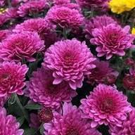 Violet Chrysanthemum Flower Seeds for Planting – Seasonal Bloomer Heirloom Non-GMO Seeds