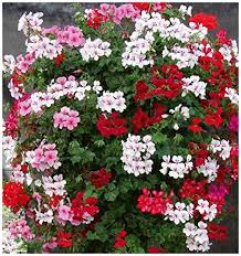 Mix Pelargonium Peltatum Perennial Flower Seeds for Planting – Cut Flower Favorite, Heirloom, Non-GMO, High Germination Organic Garden Seeds
