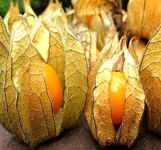 Ground Cherries Vegetable Seeds for Planting – Heirloom, Non-GMO, Organic Garden Seeds with Sweet Snacking Fruits