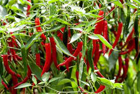 Chilli Pepper Seeds – Heirloom Non-GMO Spicy Vegetable Garden Seeds for Planting, High Germination