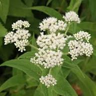 White Eupatorium Perfoliatum Flower Seeds for Planting | Heirloom Non-GMO High Germination Organic Garden Seeds