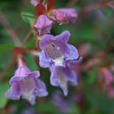 Lavender Abelia Flower Seeds for Planting – Heirloom, Non-GMO, High Germination Organic Garden Seeds