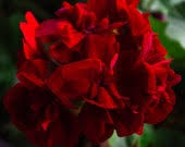 Dark Red Pelargonium Flower Seeds for Planting – Heirloom, Non-GMO, High Germination Organic Garden Seeds