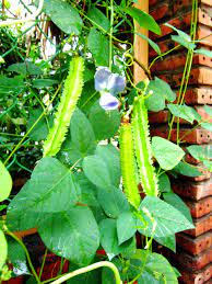Green Winged Bean Seeds for Planting – Heirloom & Non-GMO Vegetable Seeds for Protein-Rich Unique Pods