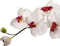 Cream Phalaenopsis Orchid Flower Seeds for Planting – Heirloom, Non-GMO, Bright Bloom Garden Seeds