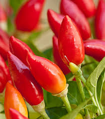 Thai Pepper Vegetable Seeds for Planting – Heirloom, Non-GMO, High Germination Organic Garden Seeds