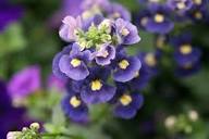 Blue Nemesia Flower Seeds for Planting – Pollinator Friendly Heirloom Non-GMO Garden Seeds