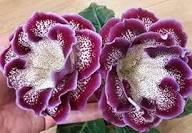 Burgundy Gloxinia Flower Seeds for Planting – Heirloom, Non‑GMO, High Germination Organic Garden Seeds