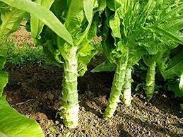 Green Celtuce Asparagus Seeds for Planting – Heirloom & Non-GMO Vegetable Seeds for Crunchy, Flavorful Stems