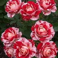 Red & Light Pink Rose Seeds for Planting – Heirloom Non-GMO Flowers, High Germination Organic Garden Seeds