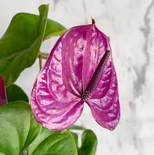 Purple Anthurium Flower Seeds for Planting – Heirloom, Non-GMO, Drought Tolerant Organic Garden Seeds