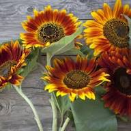 Brown Sunflower Flower Seeds for Planting – Heirloom, Non-GMO, Shade-Tolerant Garden Seeds